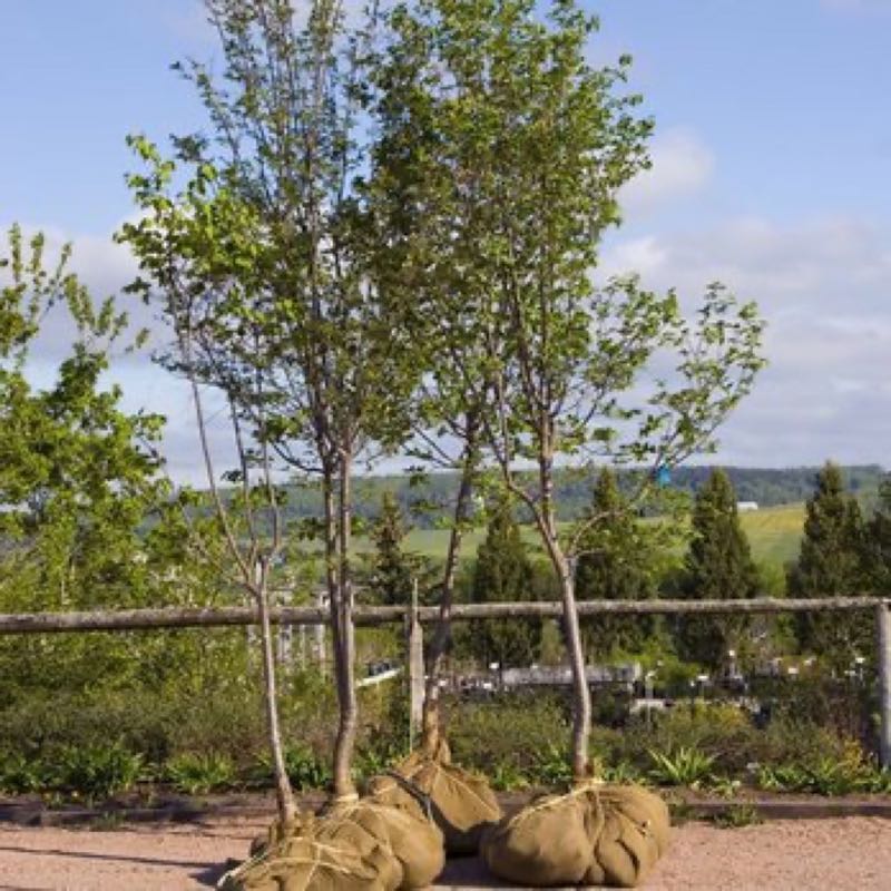 {SERVICE_NAME} project in University Park