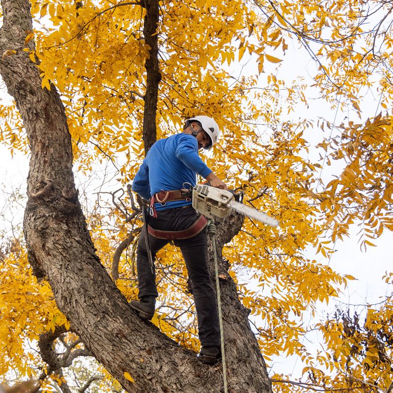 Tree Trimming in University Park
