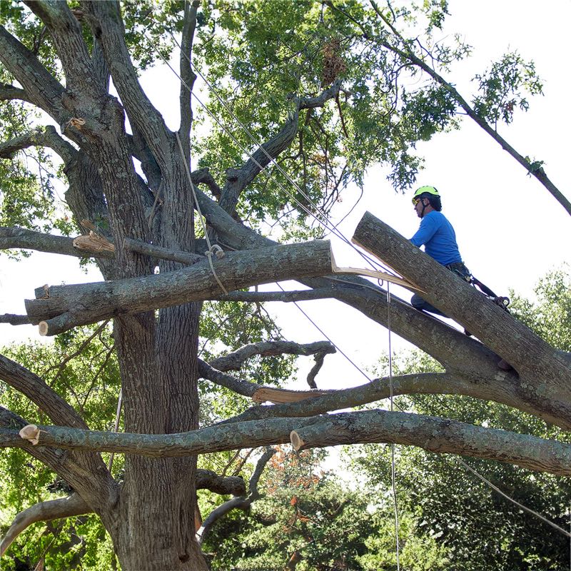 Tree Removal in University Park