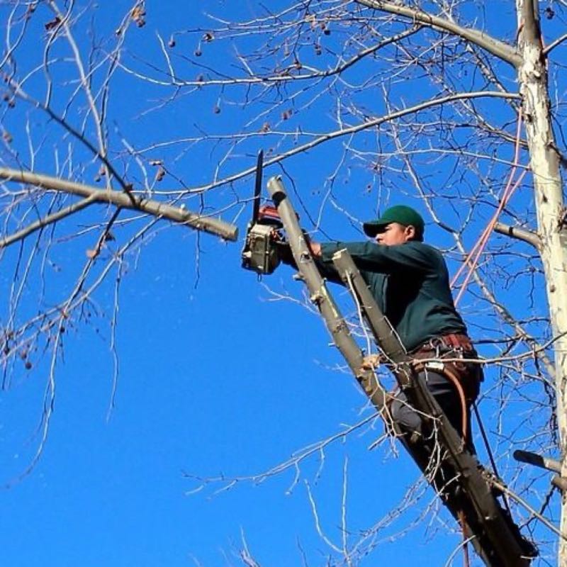 Large Oak Trimming in University Park